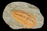 Hamatolenus vincenti Trilobite With Pos/Neg - Tinjdad, Morocco #173252-3
